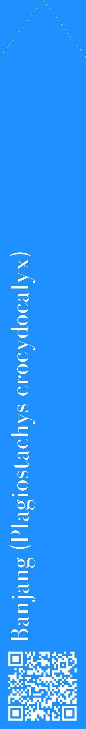 Étiquette de : Plagiostachys crocydocalyx - format c - style blanche3_simplebod avec qrcode et comestibilité