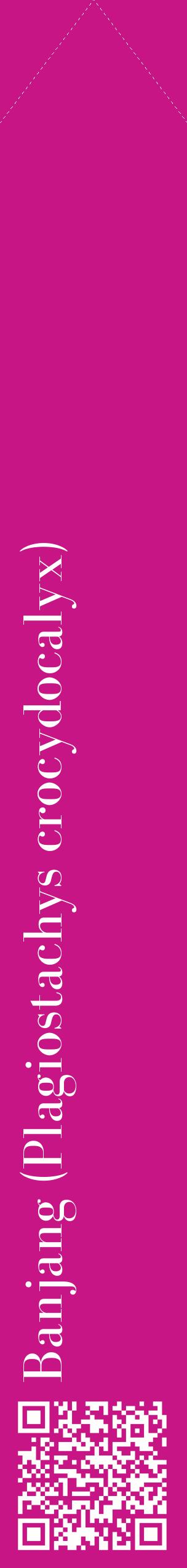 Étiquette de : Plagiostachys crocydocalyx - format c - style blanche45_simplebod avec qrcode et comestibilité