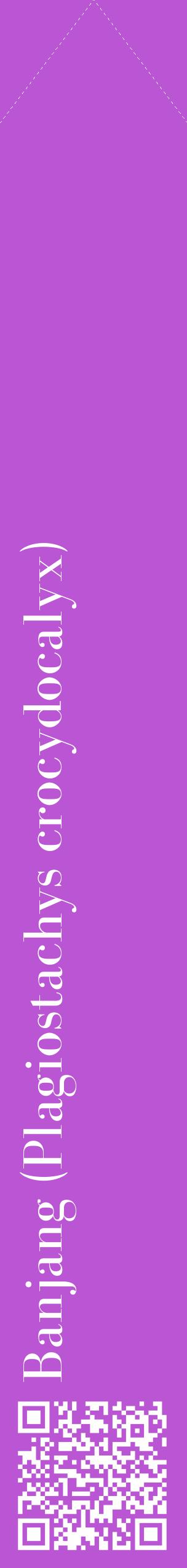 Étiquette de : Plagiostachys crocydocalyx - format c - style blanche50_simplebod avec qrcode et comestibilité