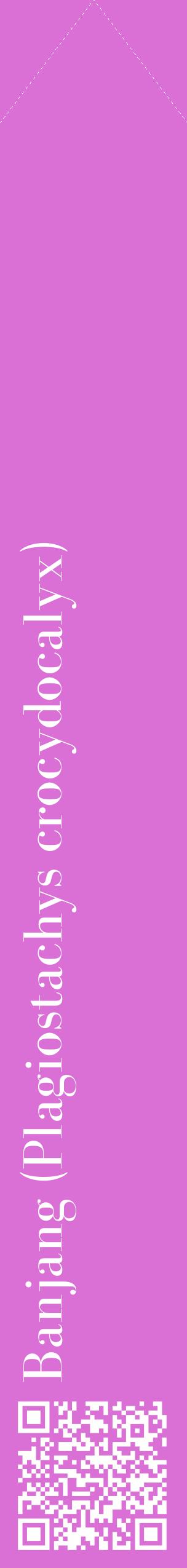 Étiquette de : Plagiostachys crocydocalyx - format c - style blanche52_simplebod avec qrcode et comestibilité