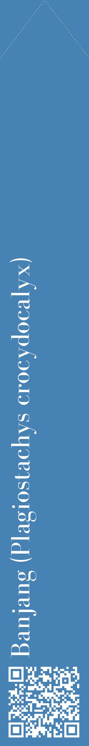 Étiquette de : Plagiostachys crocydocalyx - format c - style blanche5_simplebod avec qrcode et comestibilité