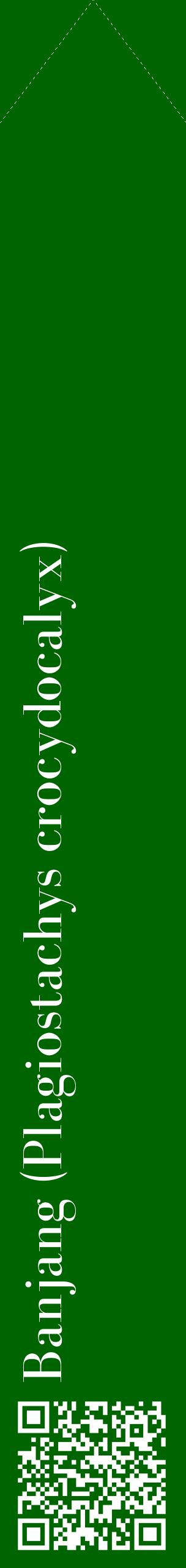 Étiquette de : Plagiostachys crocydocalyx - format c - style blanche8_simplebod avec qrcode et comestibilité