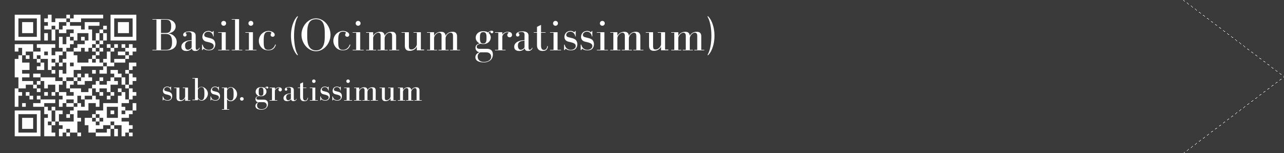 Étiquette de : Ocimum gratissimum subsp. gratissimum - format c - style blanche8_simple_simplebod avec qrcode et comestibilité
