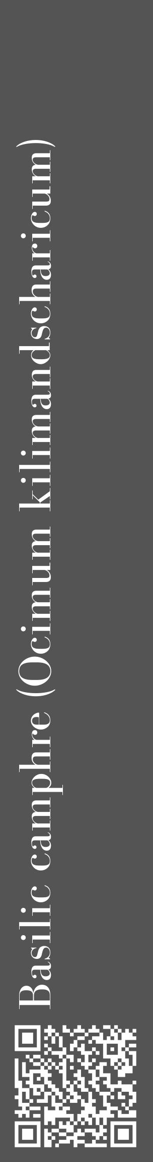 Étiquette de : Ocimum kilimandscharicum - format c - style blanche30_basique_basiquebod avec qrcode et comestibilité - position verticale