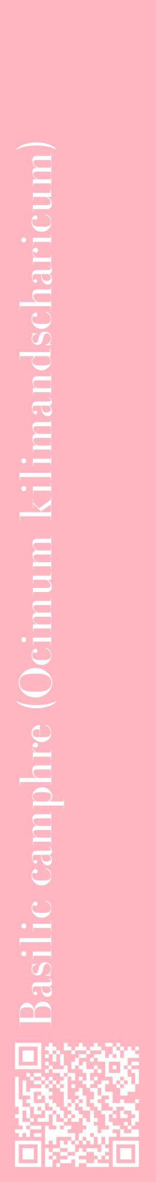 Étiquette de : Ocimum kilimandscharicum - format c - style blanche41_basiquebod avec qrcode et comestibilité