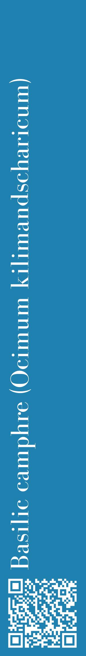 Étiquette de : Ocimum kilimandscharicum - format c - style blanche6_basiquebod avec qrcode et comestibilité