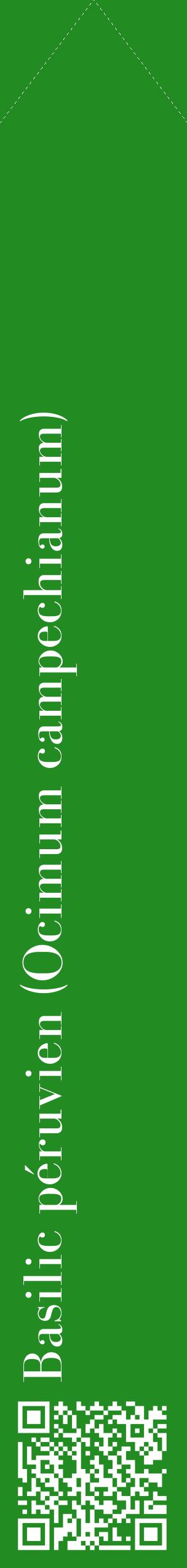 Étiquette de : Ocimum campechianum - format c - style blanche10_simplebod avec qrcode et comestibilité