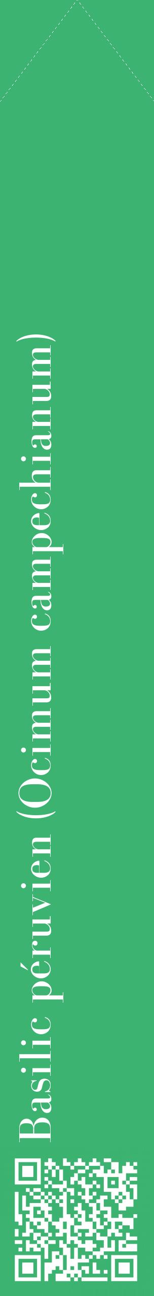 Étiquette de : Ocimum campechianum - format c - style blanche12_simplebod avec qrcode et comestibilité