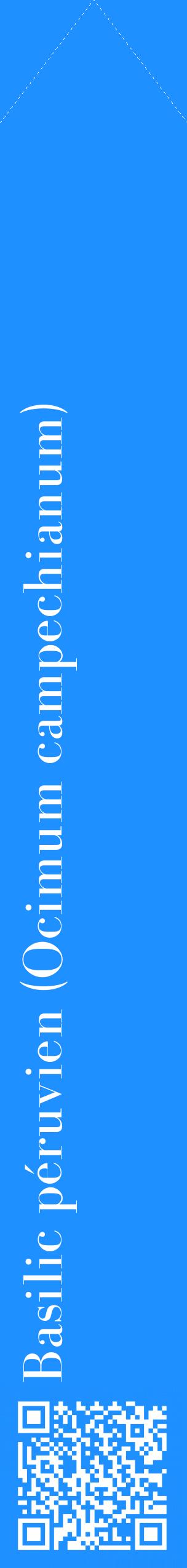 Étiquette de : Ocimum campechianum - format c - style blanche3_simplebod avec qrcode et comestibilité