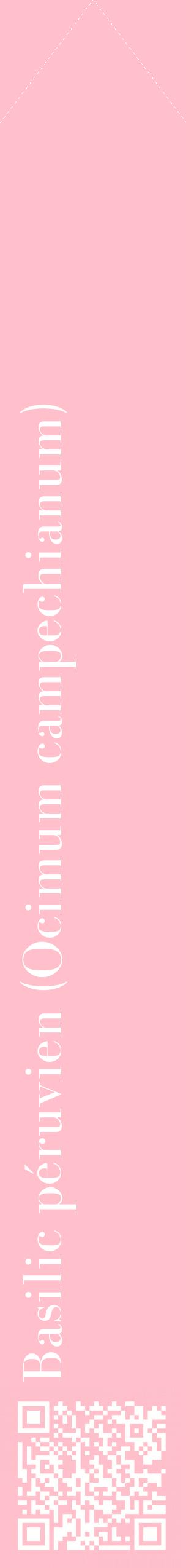 Étiquette de : Ocimum campechianum - format c - style blanche40_simplebod avec qrcode et comestibilité