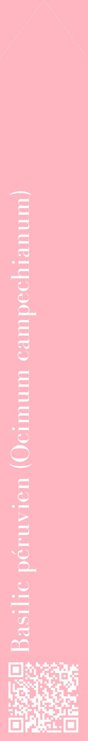Étiquette de : Ocimum campechianum - format c - style blanche41_simplebod avec qrcode et comestibilité
