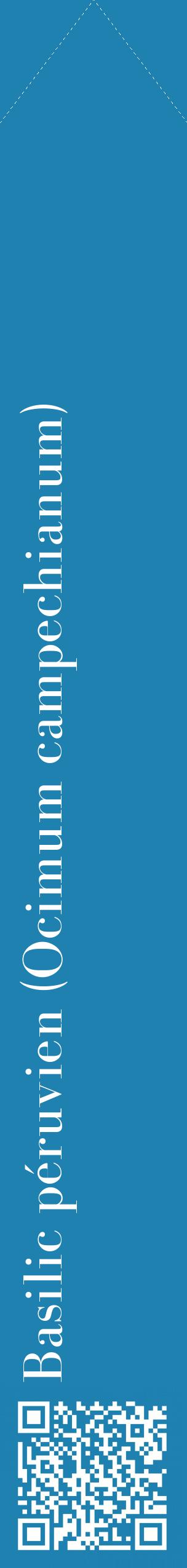 Étiquette de : Ocimum campechianum - format c - style blanche6_simplebod avec qrcode et comestibilité