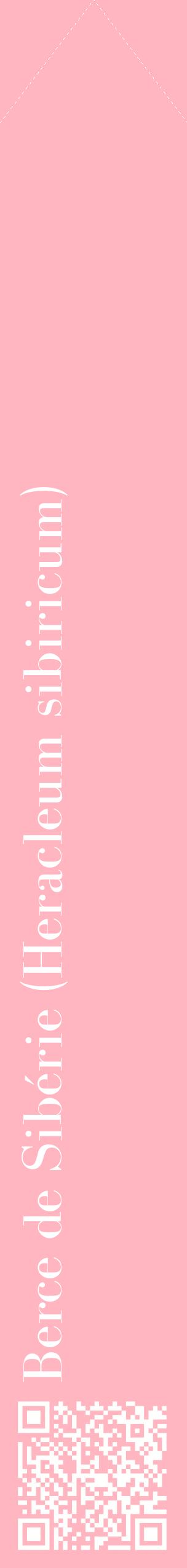 Étiquette de : Heracleum sibiricum - format c - style blanche41_simplebod avec qrcode et comestibilité