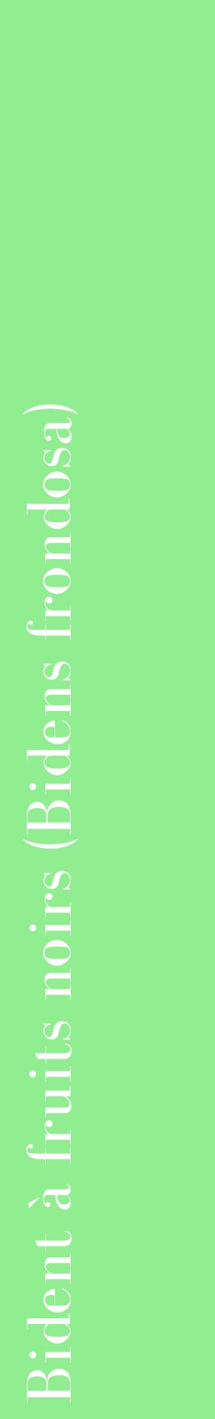 Étiquette de : Bidens frondosa - format c - style blanche15_basiquebod avec comestibilité