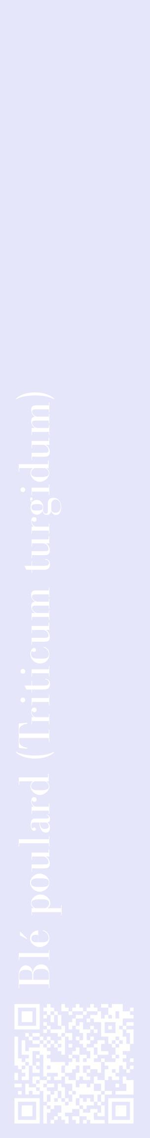 Étiquette de : Triticum turgidum - format c - style blanche55_basiquebod avec qrcode et comestibilité
