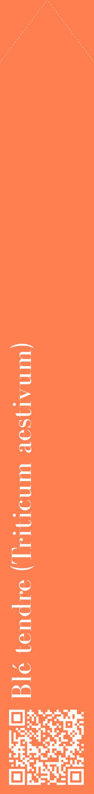 Étiquette de : Triticum aestivum - format c - style blanche24_simplebod avec qrcode et comestibilité