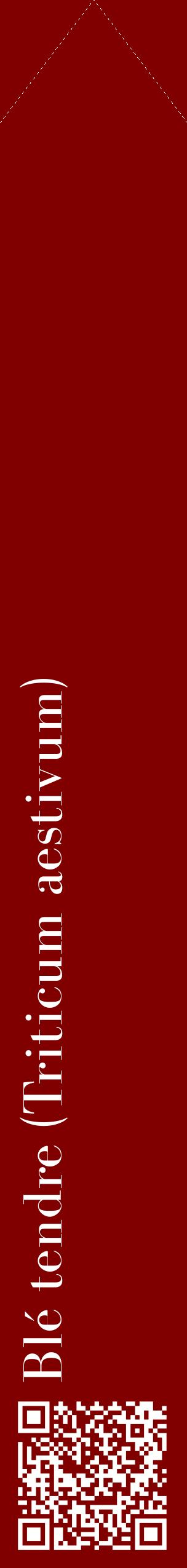Étiquette de : Triticum aestivum - format c - style blanche29_simplebod avec qrcode et comestibilité