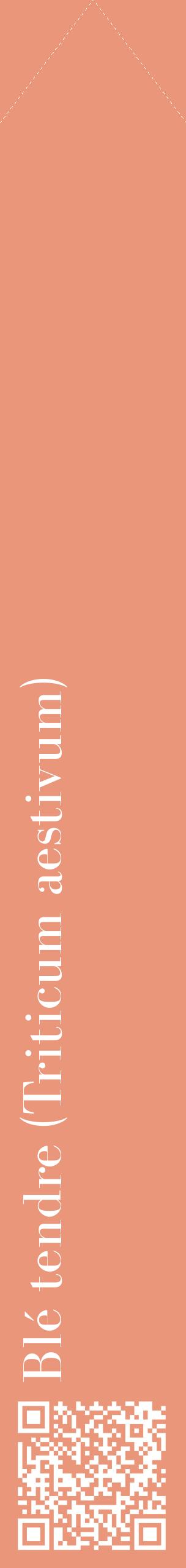 Étiquette de : Triticum aestivum - format c - style blanche37_simplebod avec qrcode et comestibilité