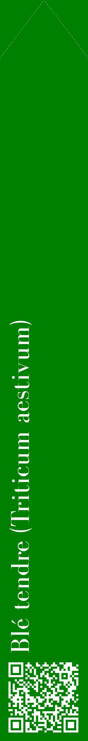 Étiquette de : Triticum aestivum - format c - style blanche9_simplebod avec qrcode et comestibilité