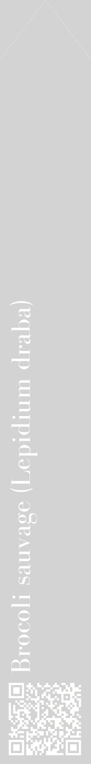 Étiquette de : Lepidium draba - format c - style blanche56_simplebod avec qrcode et comestibilité