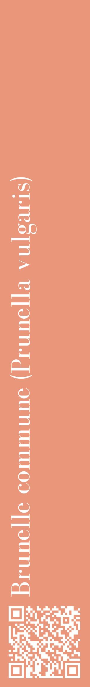 Étiquette de : Prunella vulgaris - format c - style blanche37_basiquebod avec qrcode et comestibilité