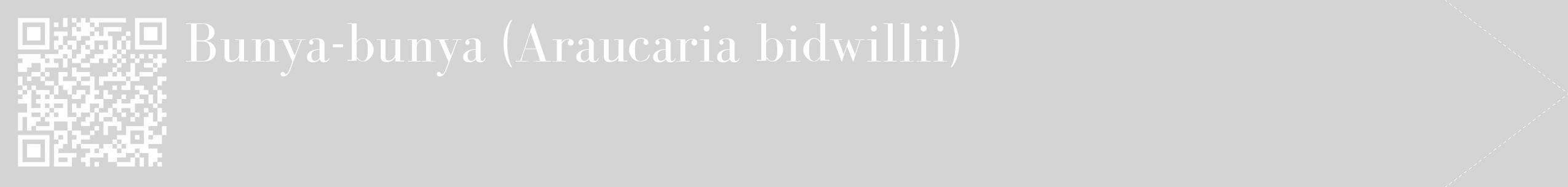 Étiquette de : Araucaria bidwillii - format c - style blanche40_simple_simplebod avec qrcode et comestibilité
