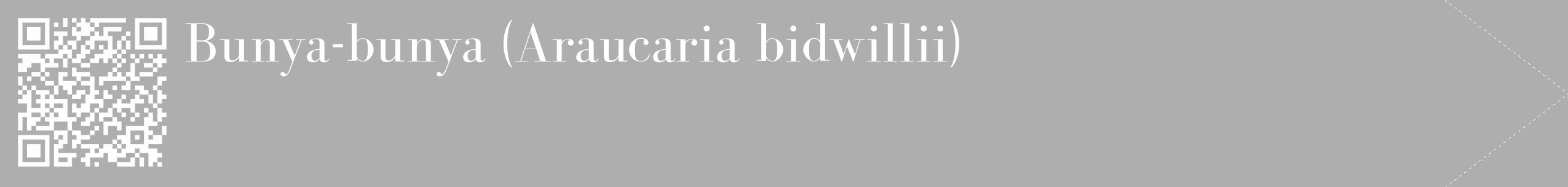 Étiquette de : Araucaria bidwillii - format c - style blanche53_simple_simplebod avec qrcode et comestibilité