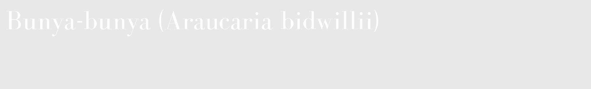 Étiquette de : Araucaria bidwillii - format c - style blanche55_basique_basiquebod avec comestibilité