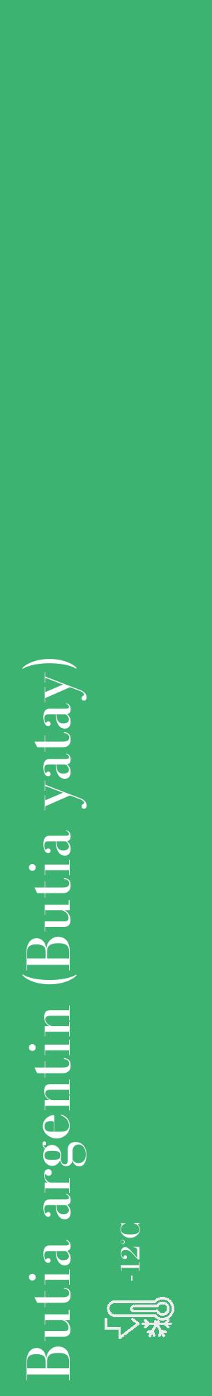 Étiquette de : Butia yatay - format c - style blanche12_basique_basiquebod avec comestibilité - position verticale