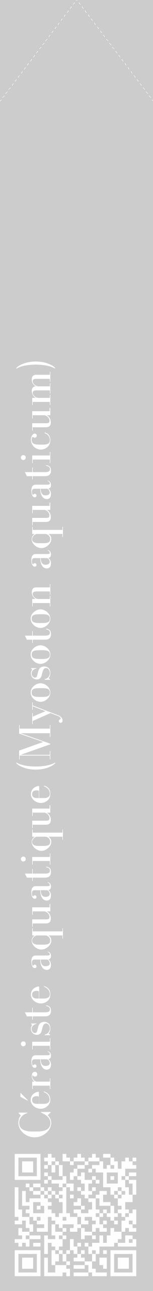 Étiquette de : Myosoton aquaticum - format c - style blanche0_simple_simplebod avec qrcode et comestibilité - position verticale