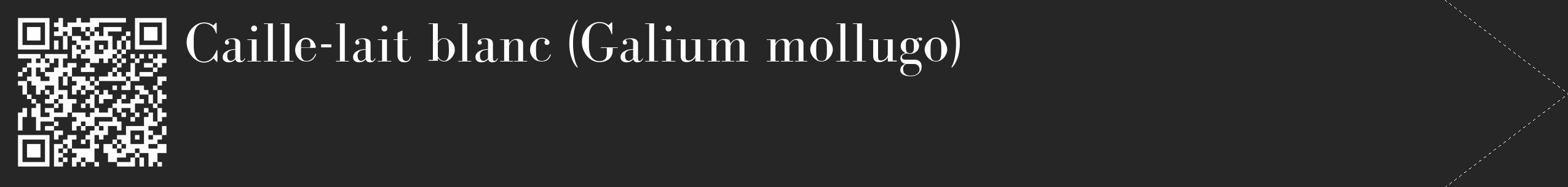 Étiquette de : Galium mollugo - format c - style blanche29_simple_simplebod avec qrcode et comestibilité
