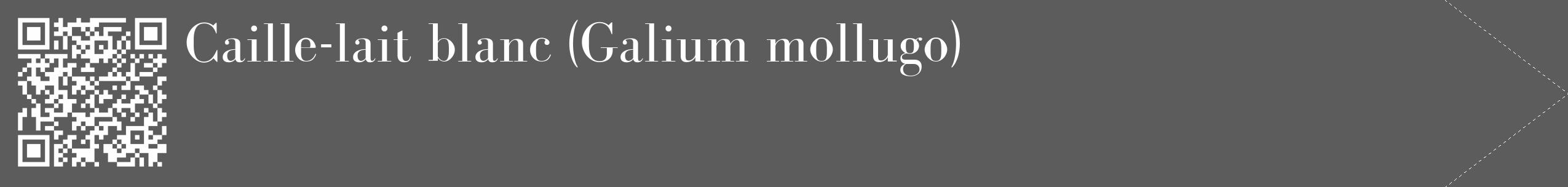 Étiquette de : Galium mollugo - format c - style blanche49_simple_simplebod avec qrcode et comestibilité