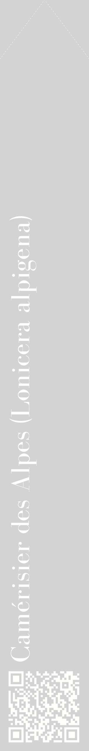 Étiquette de : Lonicera alpigena - format c - style blanche56_simplebod avec qrcode et comestibilité