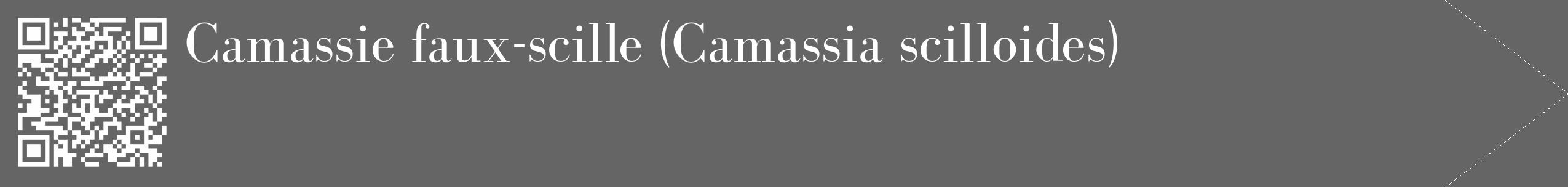 Étiquette de : Camassia scilloides - format c - style blanche32_simple_simplebod avec qrcode et comestibilité