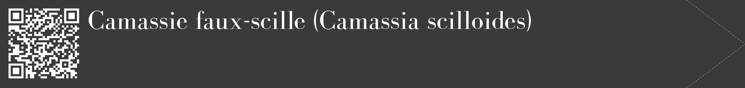 Étiquette de : Camassia scilloides - format c - style blanche8_simple_simplebod avec qrcode et comestibilité