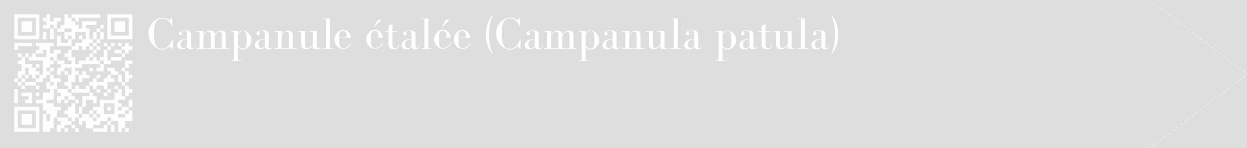Étiquette de : Campanula patula - format c - style blanche20_simple_simplebod avec qrcode et comestibilité