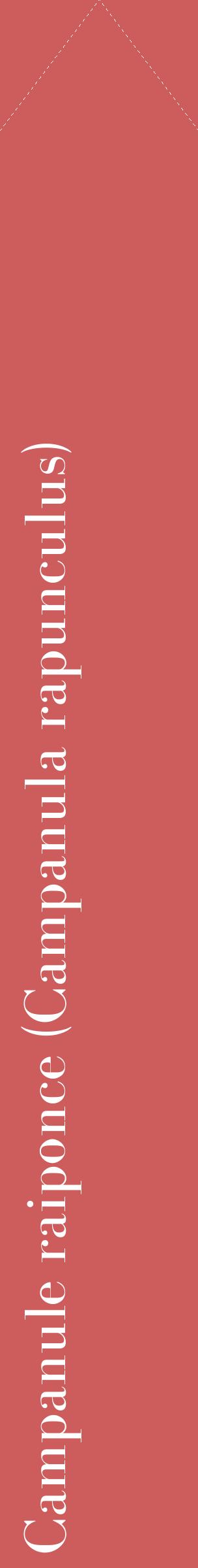 Étiquette de : Campanula rapunculus - format c - style blanche35_simplebod avec comestibilité