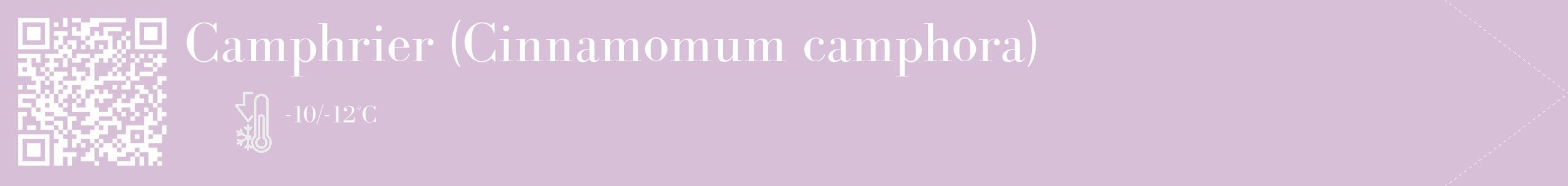 Étiquette de : Cinnamomum camphora - format c - style blanche54_simple_simplebod avec qrcode et comestibilité