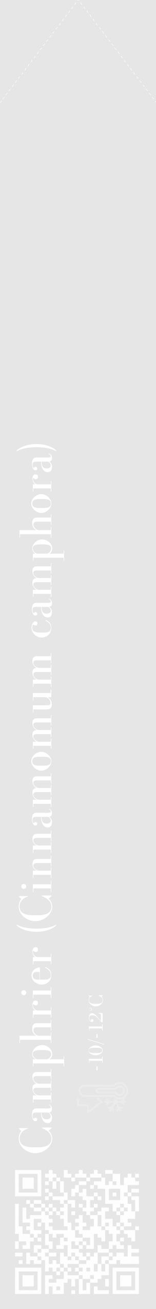 Étiquette de : Cinnamomum camphora - format c - style blanche18_simple_simplebod avec qrcode et comestibilité - position verticale