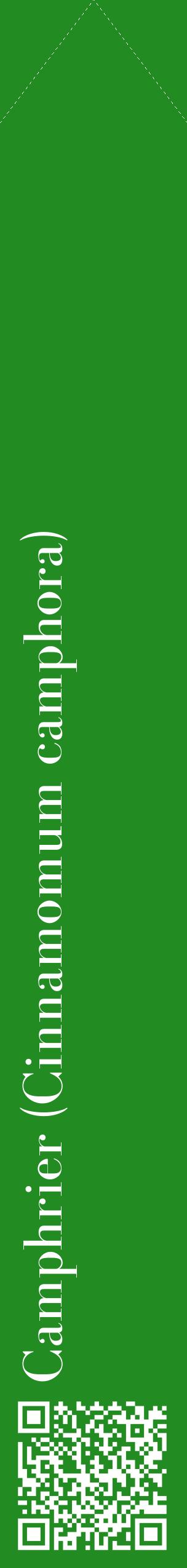Étiquette de : Cinnamomum camphora - format c - style blanche10_simplebod avec qrcode et comestibilité