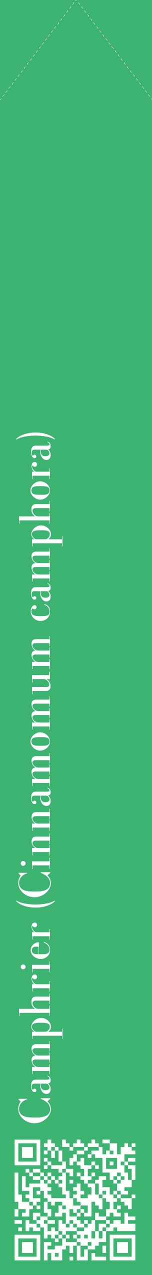 Étiquette de : Cinnamomum camphora - format c - style blanche12_simplebod avec qrcode et comestibilité