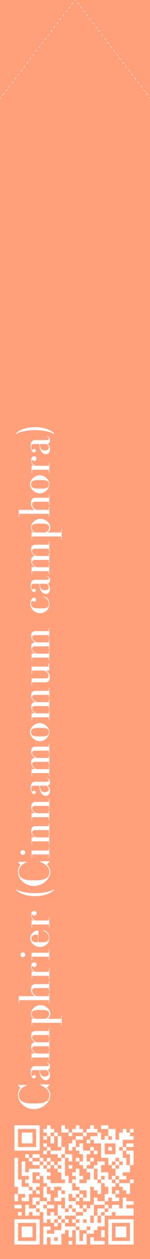 Étiquette de : Cinnamomum camphora - format c - style blanche39_simplebod avec qrcode et comestibilité