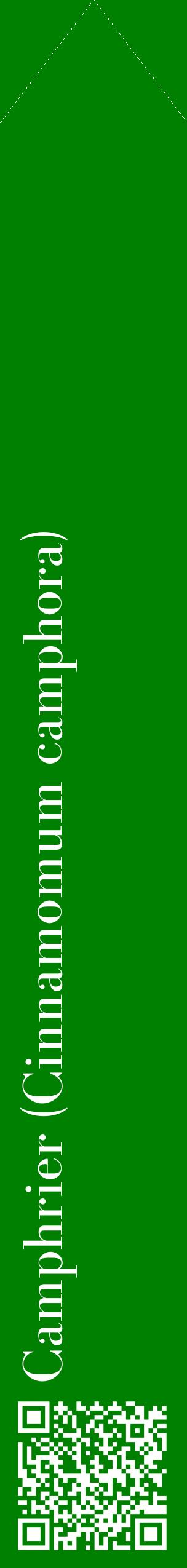 Étiquette de : Cinnamomum camphora - format c - style blanche9_simplebod avec qrcode et comestibilité