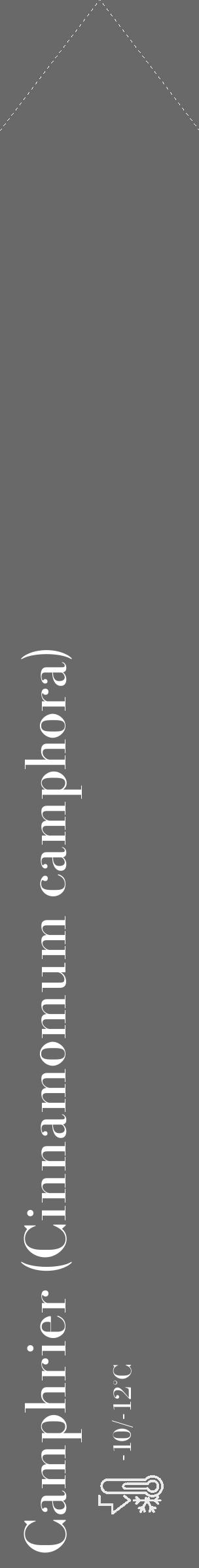 Étiquette de : Cinnamomum camphora - format c - style blanche51_simple_simplebod avec comestibilité - position verticale