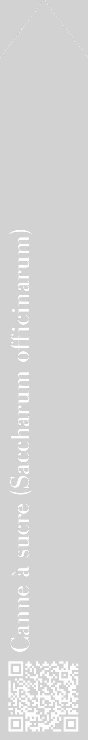Étiquette de : Saccharum officinarum - format c - style blanche14_simple_simplebod avec qrcode et comestibilité - position verticale