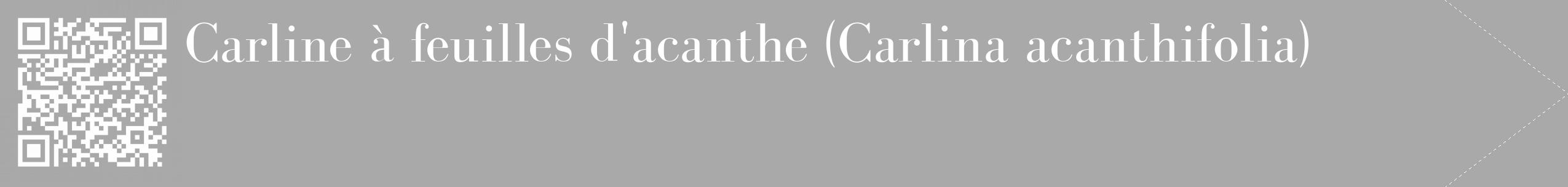 Étiquette de : Carlina acanthifolia - format c - style blanche13_simple_simplebod avec qrcode et comestibilité