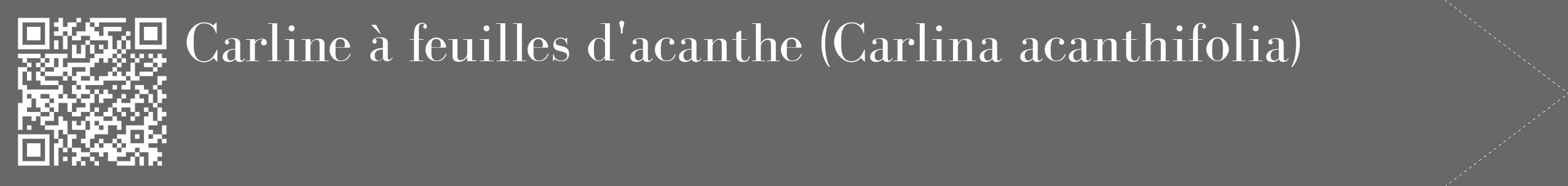 Étiquette de : Carlina acanthifolia - format c - style blanche6_simple_simplebod avec qrcode et comestibilité