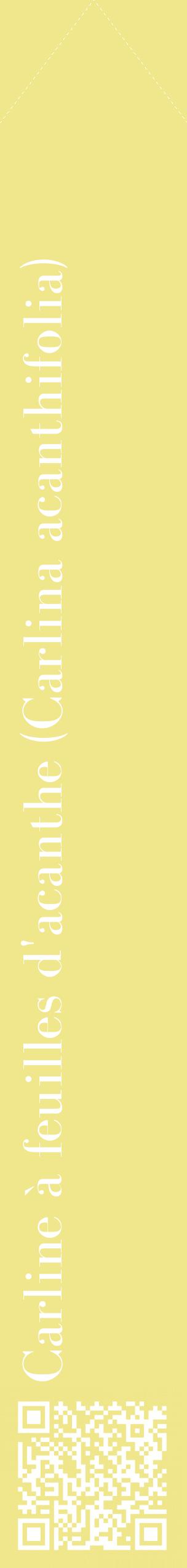 Étiquette de : Carlina acanthifolia - format c - style blanche20_simplebod avec qrcode et comestibilité