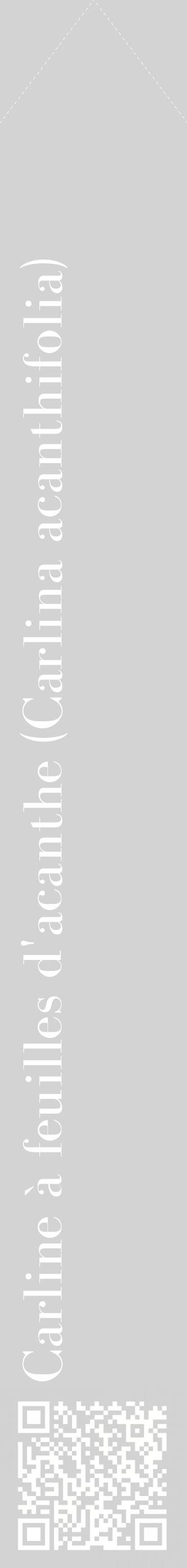 Étiquette de : Carlina acanthifolia - format c - style blanche56_simplebod avec qrcode et comestibilité