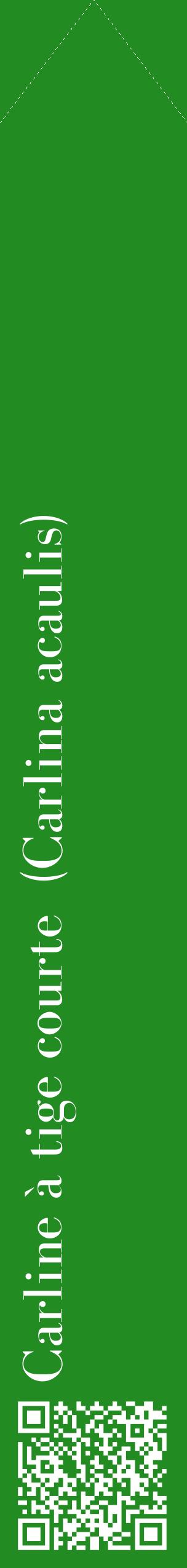 Étiquette de : Carlina acaulis - format c - style blanche10_simplebod avec qrcode et comestibilité